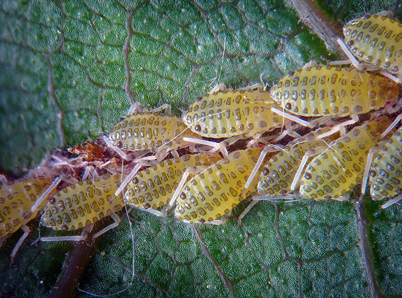 Panaphis  juglandis  (Aphididae)